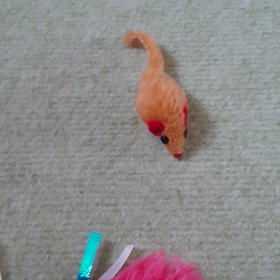 厚真町からきた子猫   まこちゃん  動画！の画像