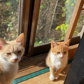 保護猫ちゃんが2階から1階に戻ってきましたの画像