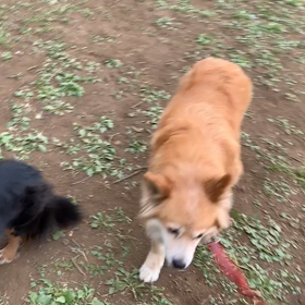 4月2日15わんこと1時間遠足  代々木公園の画像