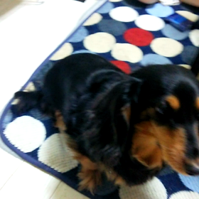 パンクちゃんの画像