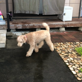 フラン、水道で遊ぶの画像