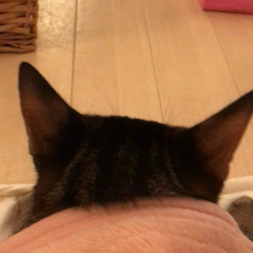 入りたいのの画像