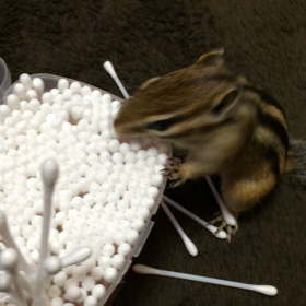 綿棒と与作の画像