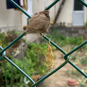 虫苦手の人はご用心の画像