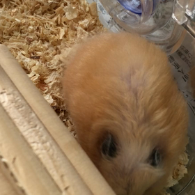 小さな命の画像