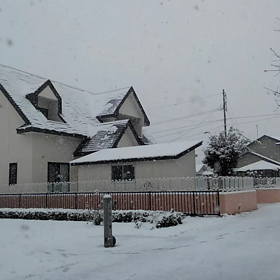 白い物が降って来たの画像