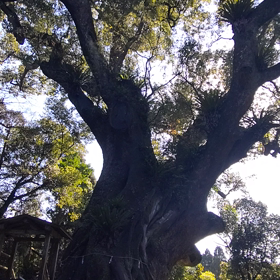 大楠さんの画像