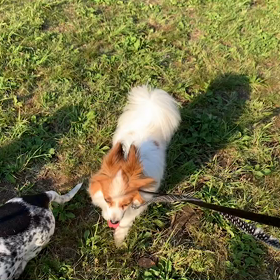 5月24日  14わんこと1時間遠足  代々木公園の画像