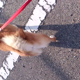 コロちゃんの画像