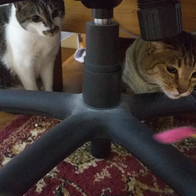 にゃんこの紹介※シマジロウの画像