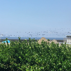 ものすごい数の海鳥    そして     主人は…の画像