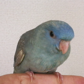 サザナミインコの雛たちの画像