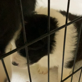 ボーダーコリー　子犬の画像