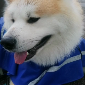 昨日は線状降水帯による大嵐で初めてくらいの夕方散歩中止。それでかやっぱり様子が変だった未来丸。今の画像