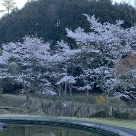 桜……の話し③の画像
