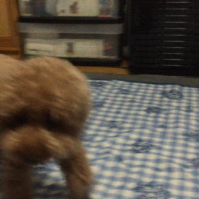 ゴハンだよー！の画像