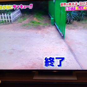 テレビは楽しいニャの画像