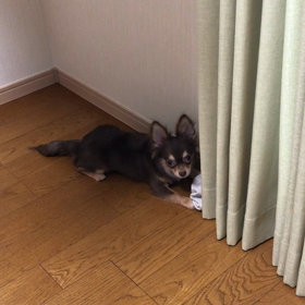 靴下祭りの画像