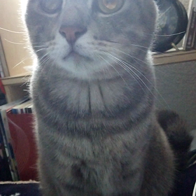 反応ワードの画像