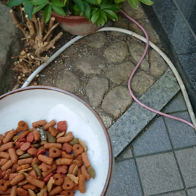 待ち伏せの画像