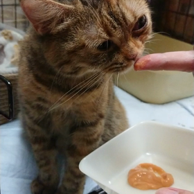 リンパ腫のあくびさん、抗癌剤しましたの画像