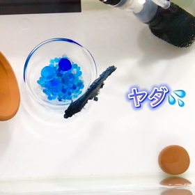 フレアリング嫌がるベリー君の画像