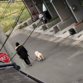 前の記事の動画です。の画像