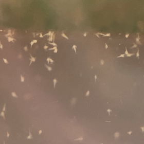 アルテミア孵化2日目の画像