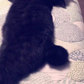 黒助のまんまる尻尾(^｡^)❤︎の画像