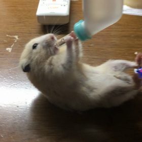 さすがにこれはの画像