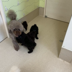 ブラウン、ブラック　子犬たちの画像