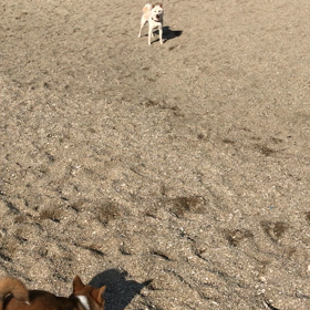 JOEとCHAKOの手術前の散歩の画像