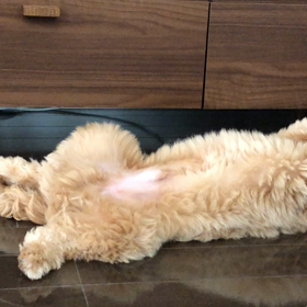 モップみたいになってきたの画像