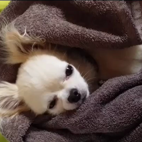 脳腫瘍グリオーマといわれて　【　始まり　～　現在まで　㉑　】の画像