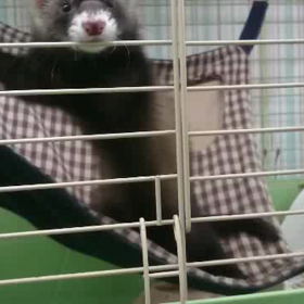 怒り心頭に発しているフェレット！の画像