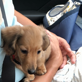 チャッピー迎えた当時の思い出^_^の画像