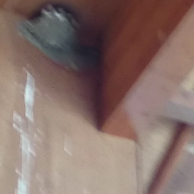 今年のツバメちゃんの画像