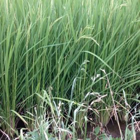 夏ですねの画像