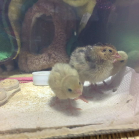 ウズラ軍団の画像