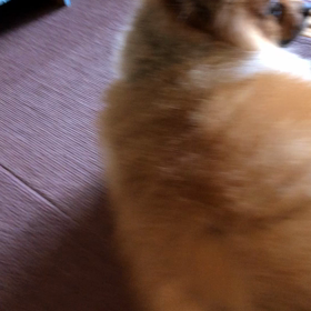 久しぶりのトリミングの画像