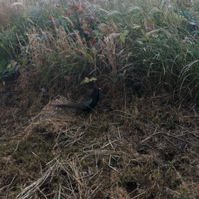 キジヤマキジオの画像