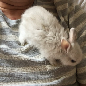 ネザーと羽衣の画像