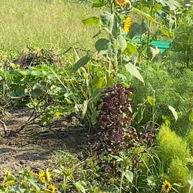 キジの親子の画像