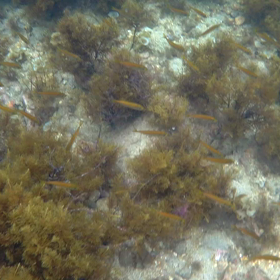 海の中☆の画像