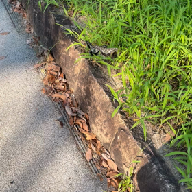 今日も散歩の画像