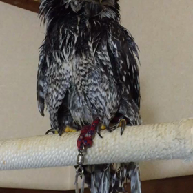 オナガフクロウのロッキーです。の画像