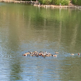 カモトルネードの画像