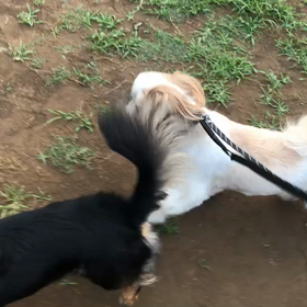 ♪お散歩動画♪代々木公園♪の画像