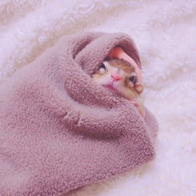 シマリスももたん抱っこ記念日♡♡の画像