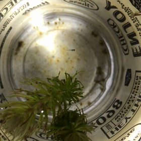 本日 孵化しました～の画像